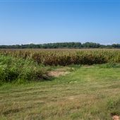 Corn Field Near Webbers Falls