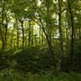 Cookson Wildlife Refuge Forest Road