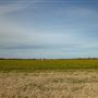 Open Field