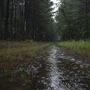 Cherokee Wildlife Refuge - Forest Road