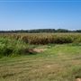 Corn Field Near Webbers Falls