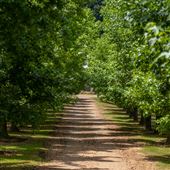 Dirt Country Road