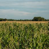 Corn Field S 510 Rd