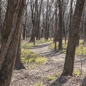 Trails behind Mazie Landing