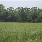 Cherokee Wildlife Refugee - Deer Stand in Field