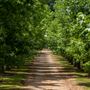 Dirt Country Road