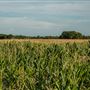 Corn Field S 510 Rd