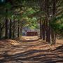 Driveway with Trees/Trailer