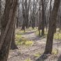 Trails behind Mazie Landing