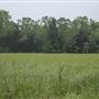 Cherokee Wildlife Refugee - Deer Stand in Field